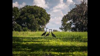 Gorgeous 100+ Acre Ocala Farms - Only 5 Miles to WEC!