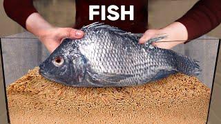 10 000 Maggots VS Fish | How Quickly The MAGGOTS Eat a Fish?