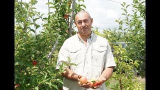 A Big Fruit Tree Nursery - Pidhurivske