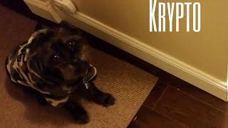 Get to Know Us: Krypto's Story  |  Truly Remarkable Life