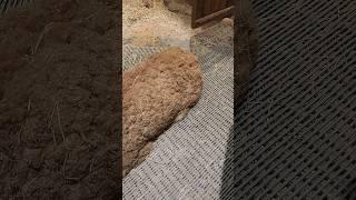#알파카 #alpaca