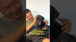 有没有专业的来评价一下 #拉登与阿亮的日常生活