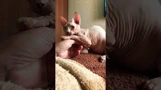 Канадский Сфинкс прекрасен️ можно снимать вечно! #shorts #sphynx #kitten #сфинксы