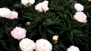 Lactiflora Florence Nicholls | R2 Flowers BV | Peonies