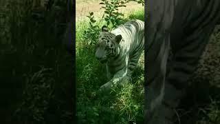 #whitetiger