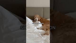 MY JOB #dog #dogshorts #ytshorts #youtubeshorts #fypシ #fypシ゚viral #fyp #nap