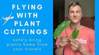 How to take HOUSEPLANT CUTTINGS on an Airplane - Travel with Plants