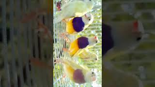 Beautiful Gouldians || Yellow and White head|| Purple chest gouldians|Mps farm #exoticfinches #finch