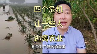 四个危机让大量农场主逃离农业，未来的农业何去何从？