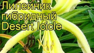 Лилейник гибридный Дизерт Айсикл. Краткий обзор, описание характеристик hemerocallis Desert Icicle