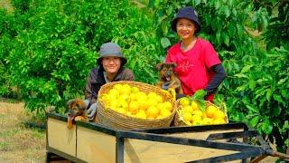 Harvesting Star apple fruit Goes To Market Sell - Cooking, Daily life, Gardening, Farm