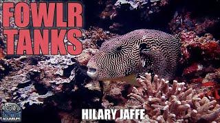 FOWLR Tanks - Fish Only With Live Rock Saltwater Aquariums - Hilary Jaffe