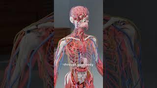 This Is Your Brain on Alcohol _ You Won’t Believe It!"     #educationalvideos  #educationalvideo
