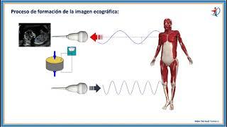 Ecografía, fácil... fundamentos.