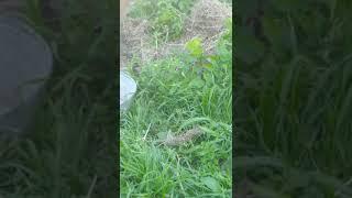 Картофель. Промежуточный урожай.