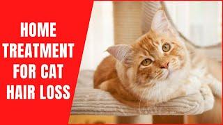 Home Treatment For Cat Hair LossHow to Quickly Stop Cat's Hair Fall