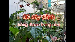 20 loài cây cảnh trồng được trong nhà. 05 lưu ý khi chăm | THÍCH TRỒNG CÂY TV