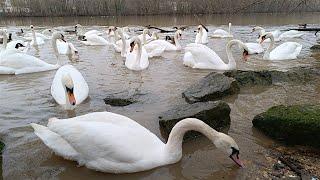 Feeding Swans, Geese, and Ducks – A Relaxing Riverside Experience in 4K