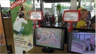 Tiger Kingdom Phuket Thailand Королевство тигров Таиланд цены / Пхукет