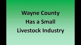 1950s-1960s Wayne County Livestock Show - North Carolina