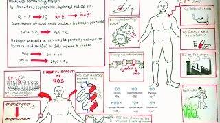 Reactive Oxygen Species and oxidative stress