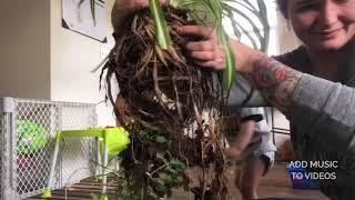 Repotting and separating houseplants - Spider Plant and Mint