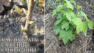 Покупая саженцы смородины обратите внимание! Как правильно выбрать саженцы смородины
