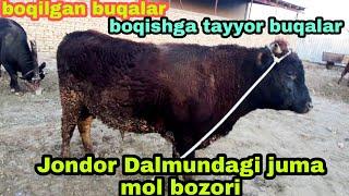 Jondor Dalmundagi Juma mol bozori  boqilgan buqalar va boqishga tayyor buqalar 4/02/2022