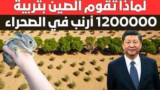 لماذا تقوم الصين بتربية 1,200,000 أرنب في الصحراء