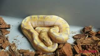 BREEDING SEASON here at camo constrictors quick look at what ball python we are pairing this season