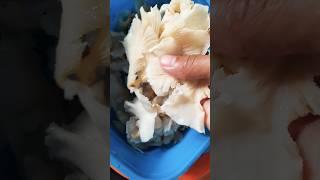 make crispy mushrooms, from palm tree leaves #mushrooms