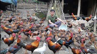 Full Video compilation part 5. Building cages to raise hundreds of wild chickens. Green forest life