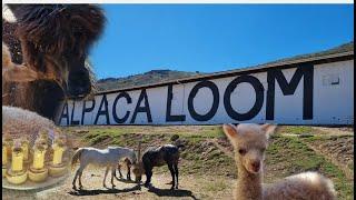 Alpaca Loom outside Paarl Western Cape