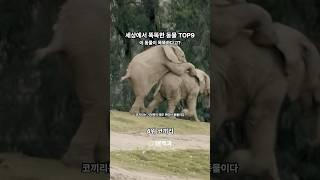 세상의 똑똑한 동물 TOP9 #1분백과 #상식 #지식 #쇼츠 #동물