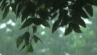 Gentle Rainstorm White Noise for Restful Nights and Tranquil Days | Background Rain Sounds