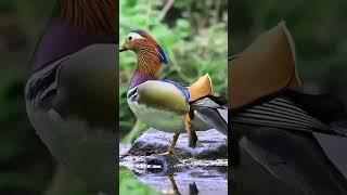 Mandarin Duck.#mandarinduck#duck#duckfacts#birds#birdslover#viralpage#wildlifre