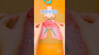 WHAT'S INSIDE Our AMAZING Lungs?🫁 How Breathing Works  #kids #funforkids
