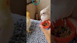 #cockatiel #birds #parrot #cute #funny #mabirdcare #cutebird #pets #talkingparot #funny #cuteparrot