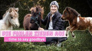 Die FOHLEN ziehen aus  time to say goodbye