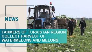 Farmers of Turkistan region collect harvest of watermelons and melons. Qazaq TV News