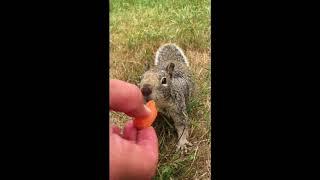 Eating Habits of the Western Gray Squirrel