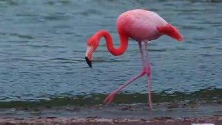 Flamingo Feeding in Galápagos