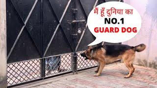 German Shepherd Best Guard Dog |  German Shepherd on Duty | Guarding House | @thegsdmax