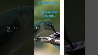 ⏳ Экхарт Толле: 5 Уроков о Настоящем Моменте, Которые Изменят Вашу Жизнь 