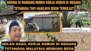 SEBAB INI SAYA PILIH MERANTAU DI MALAYSIA KERJA KEBUN DI MALAYSIA HASILNYA LUAR BIASA