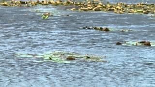 Lotus ( Nelum) plants blowing in the wind