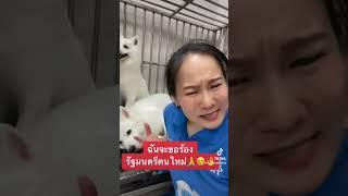 เจแปนนิส สปิตซ์ “ปรับเวลาทำงานเหอะหมาหลับหมดแล้ว #best #puppy #pets #doglover #dog #grooming