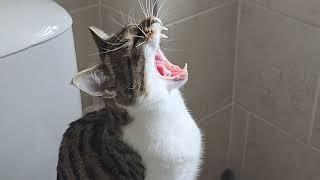 Cat meow-yawns