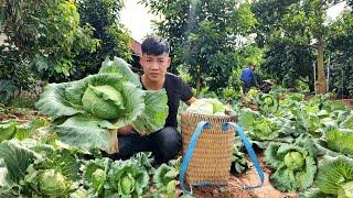 Harvesting cabbage goes to the market sell, got sick & met a good person who helped | Hà Tòn Chài