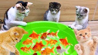 Cat's reaction to watching fish swimming in a bowl